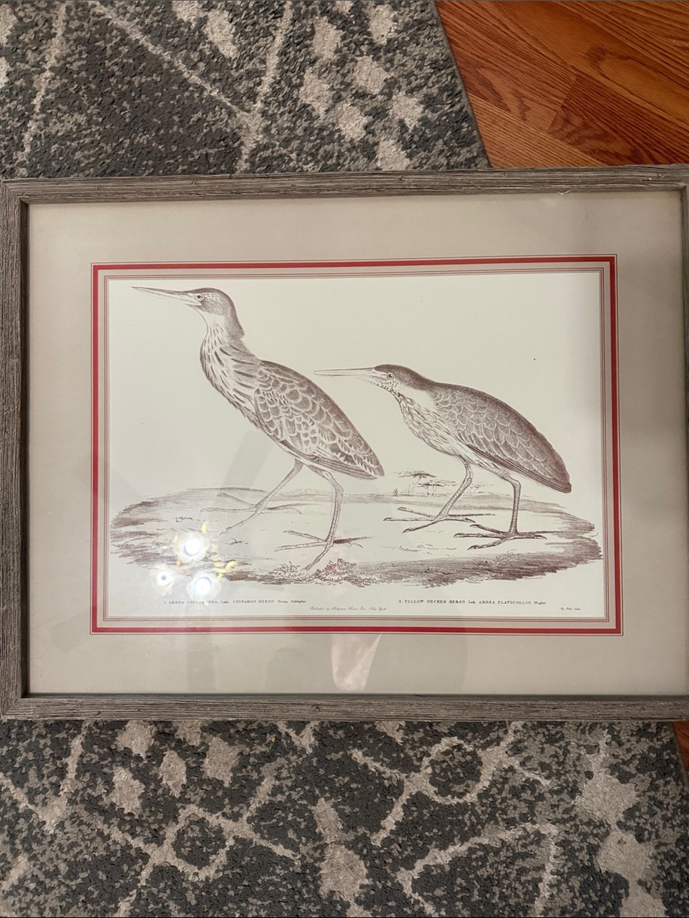 Framed Coastal Bird Print in Gray and Red Accent antique style mid-century print